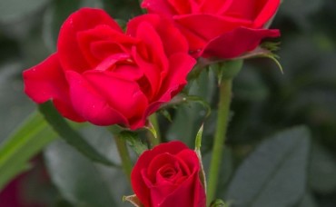 Trandafir Zepeti Meibenino C1.5